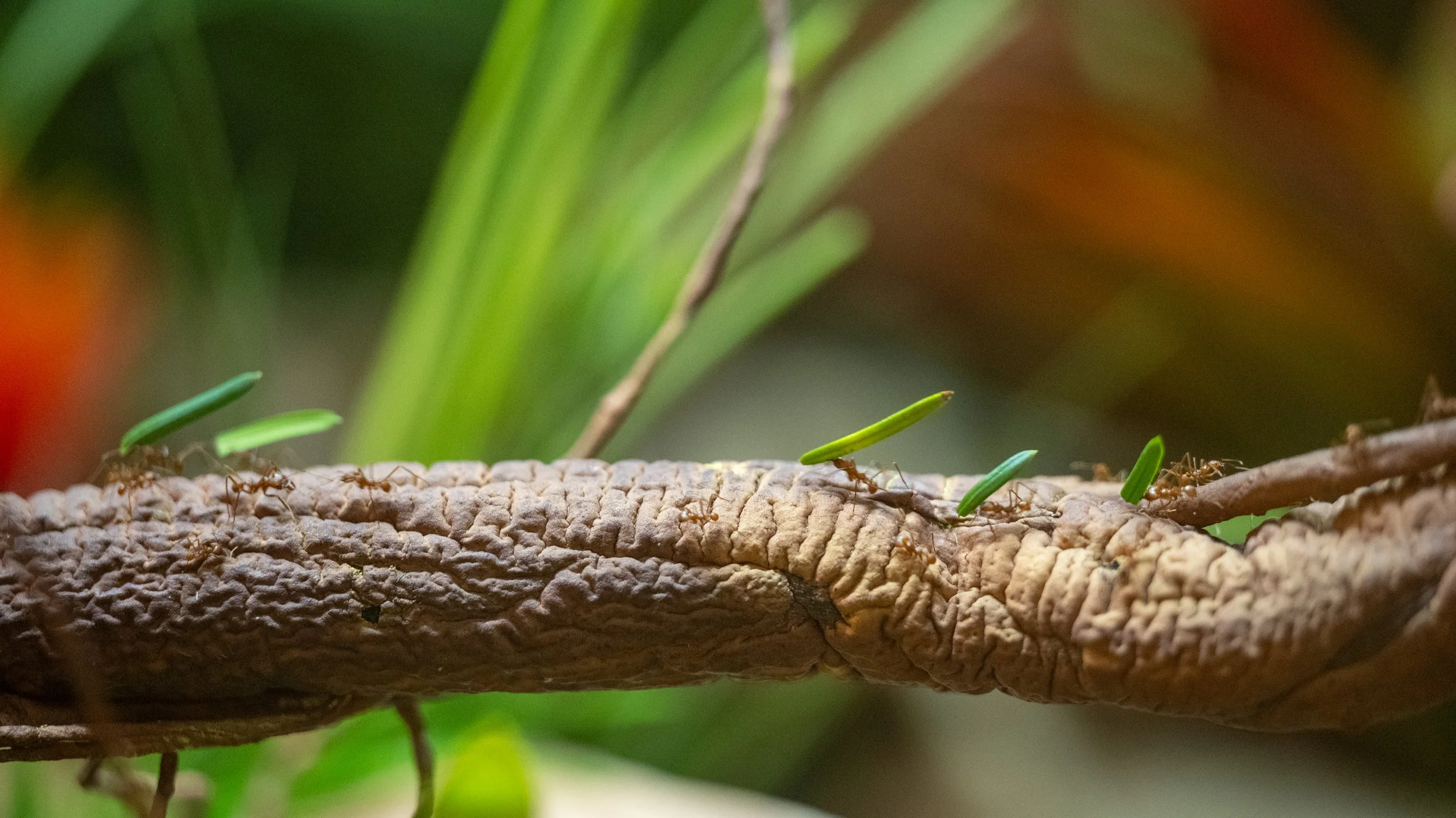 AndersonxAluise-0523-2525SBIJNDwilqeurgheo