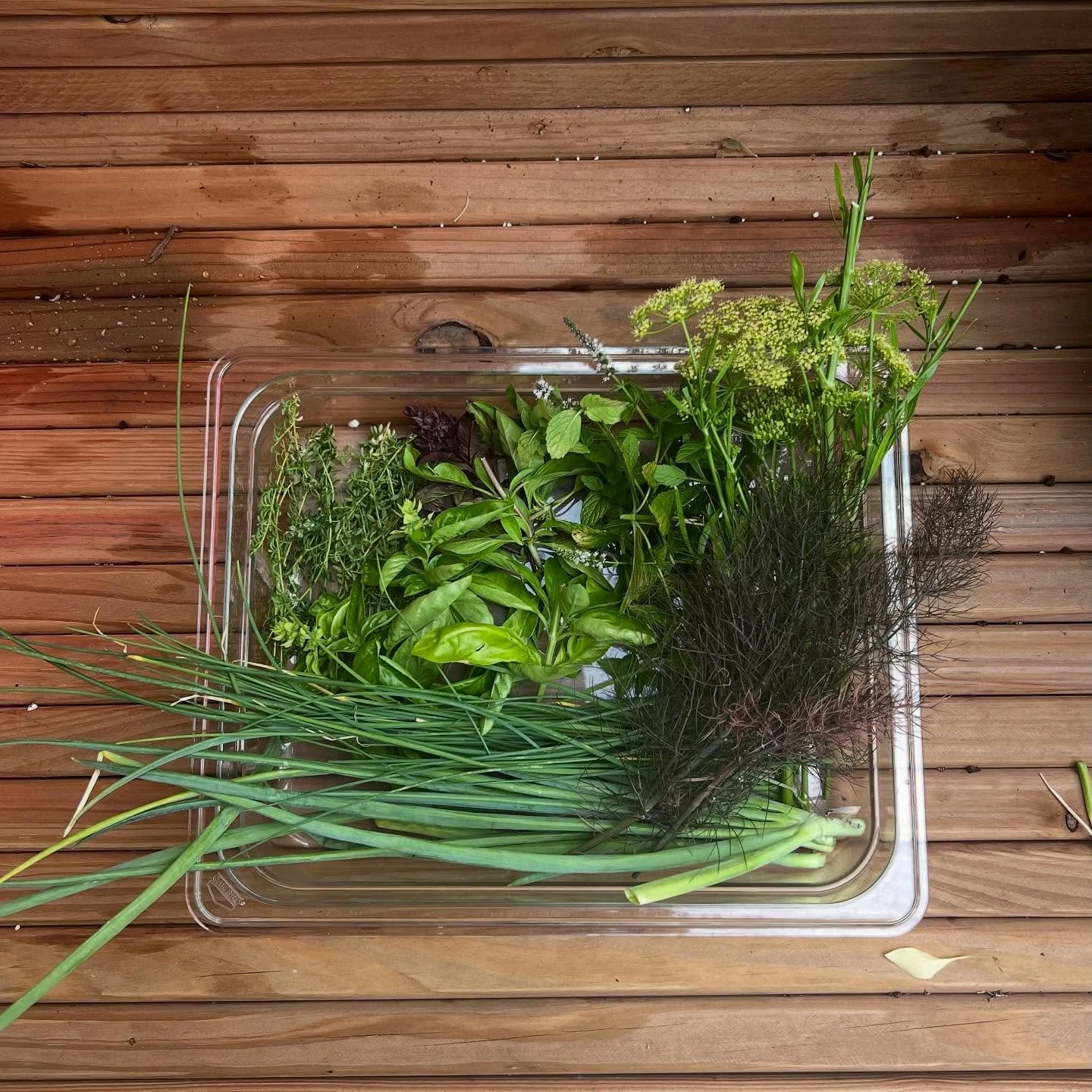 garden haul 🪴