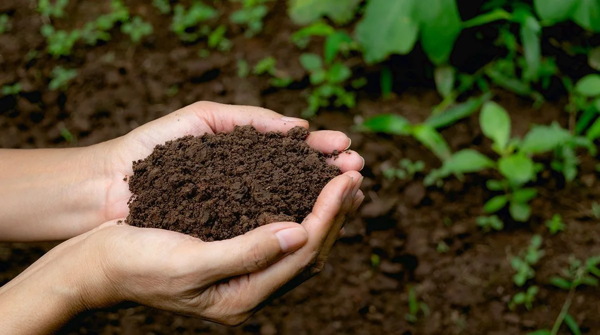 Hands holding dark, fertile soil in front of green plants