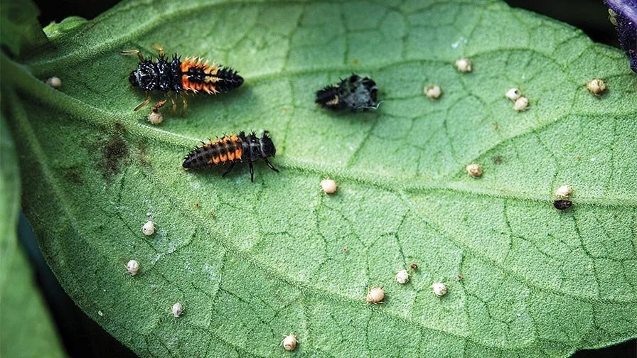 Ladybug larvae providing biological pest control on a plant leaf — natural insect control services by Beasley Tree Experts in Cherokee County, Georgia
