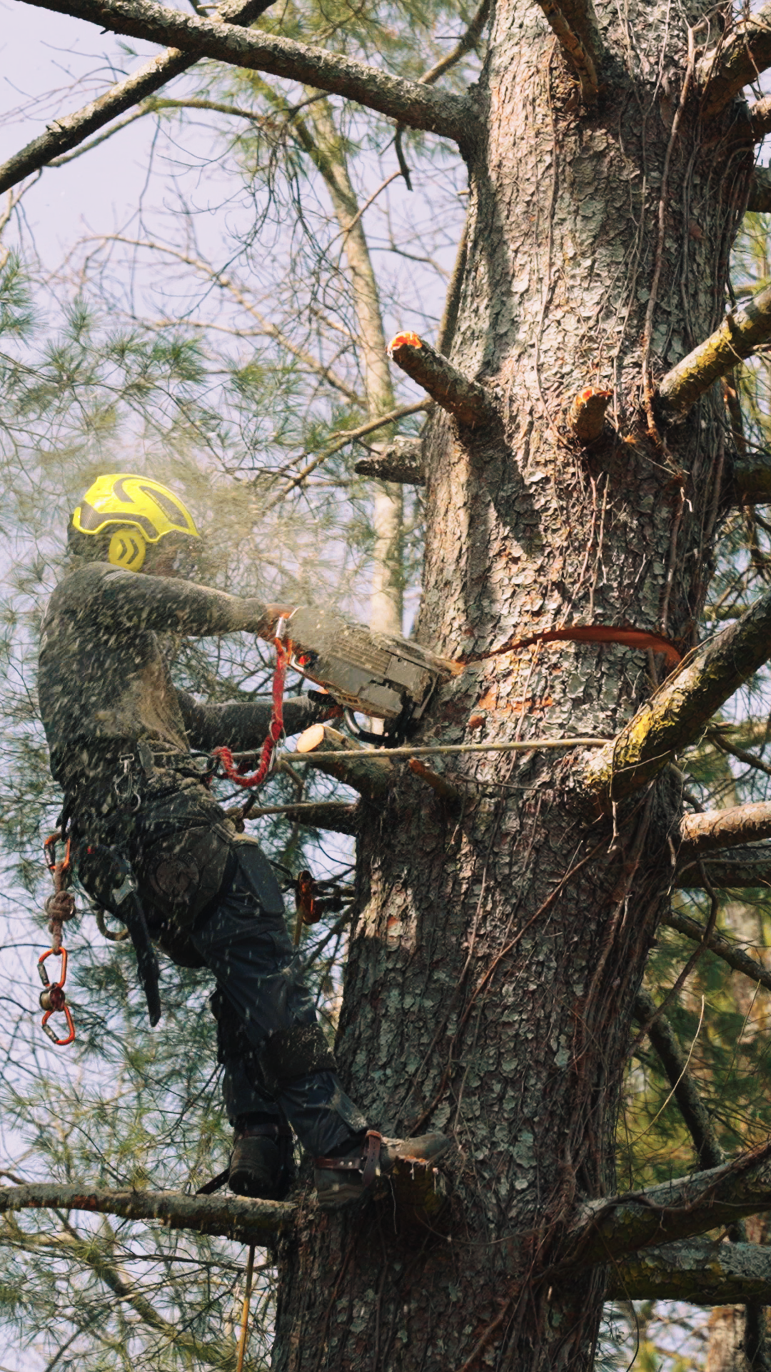 Beasley Tree Experts ISA certified arborist using a chainsaw to cut a large pine tree branch during tree removal in Cherokee County, North Georgia
