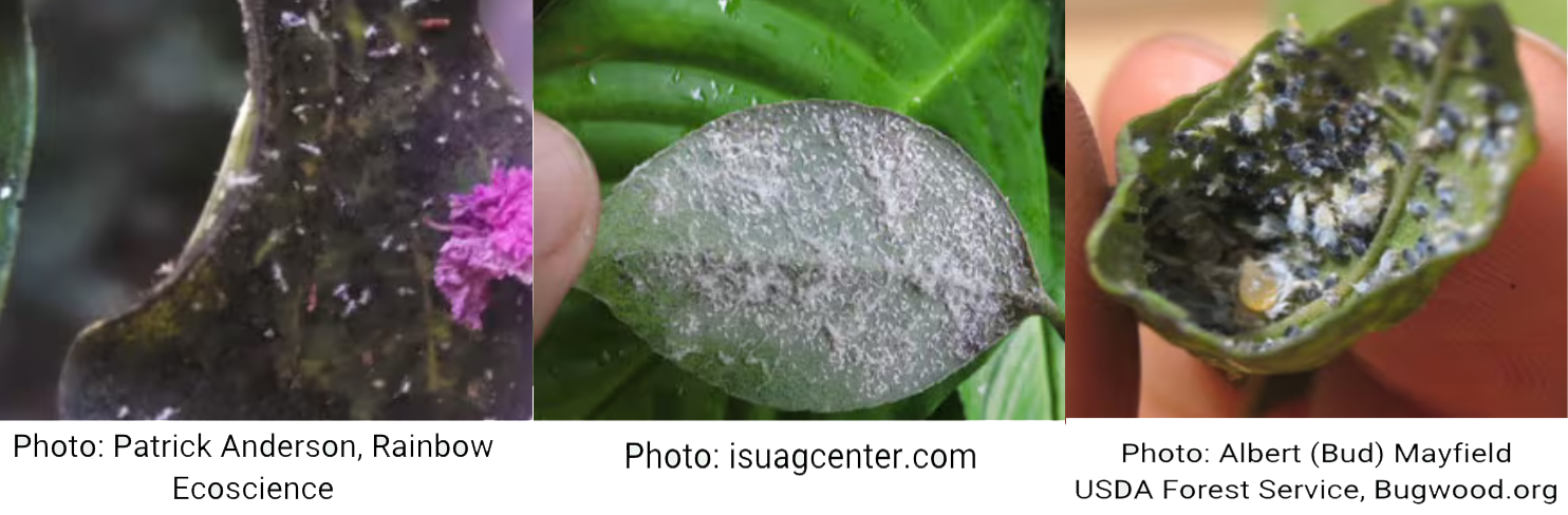 Plant leaves showing powdery mildew and fungal disease — systemic insect and disease treatments from Beasley Tree Experts serving North Georgia