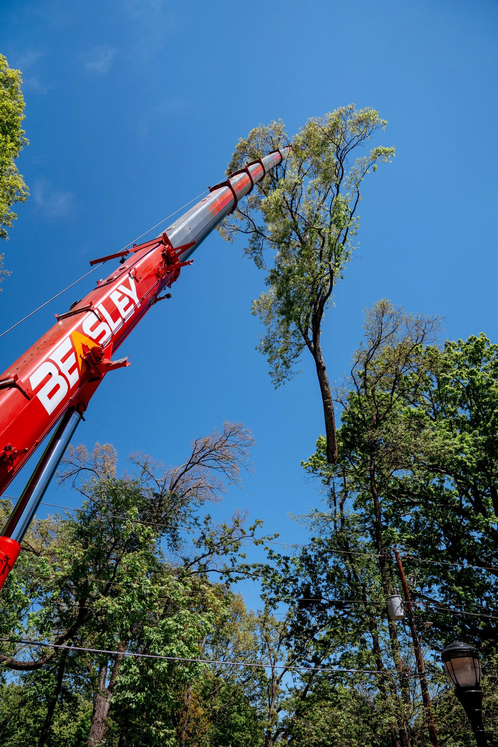 Crane boom extended for tree removal in North Georgia