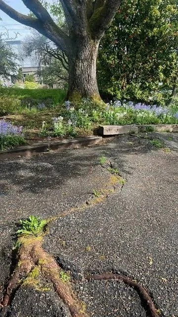 Tree roots cracking concrete driveway from underground root damage