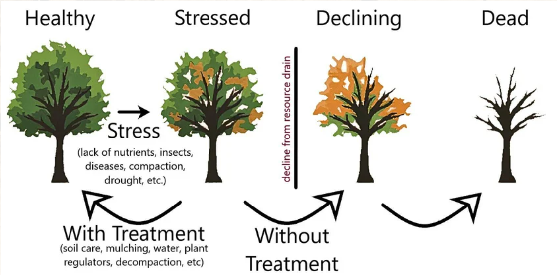 Diagram showing tree health stages from healthy to declining — soil care and plant health care treatments by Beasley Tree Experts in Cherokee County and North Georgia