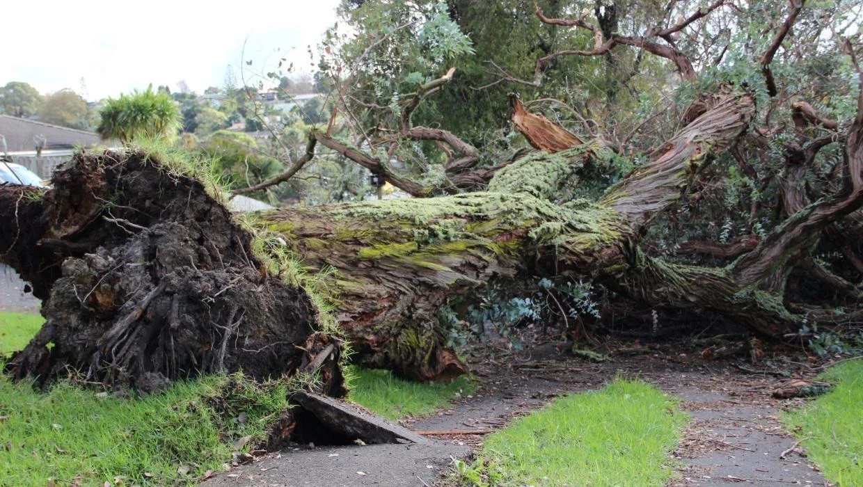Large tree fallen after storm damage in Cherokee County, Georgia