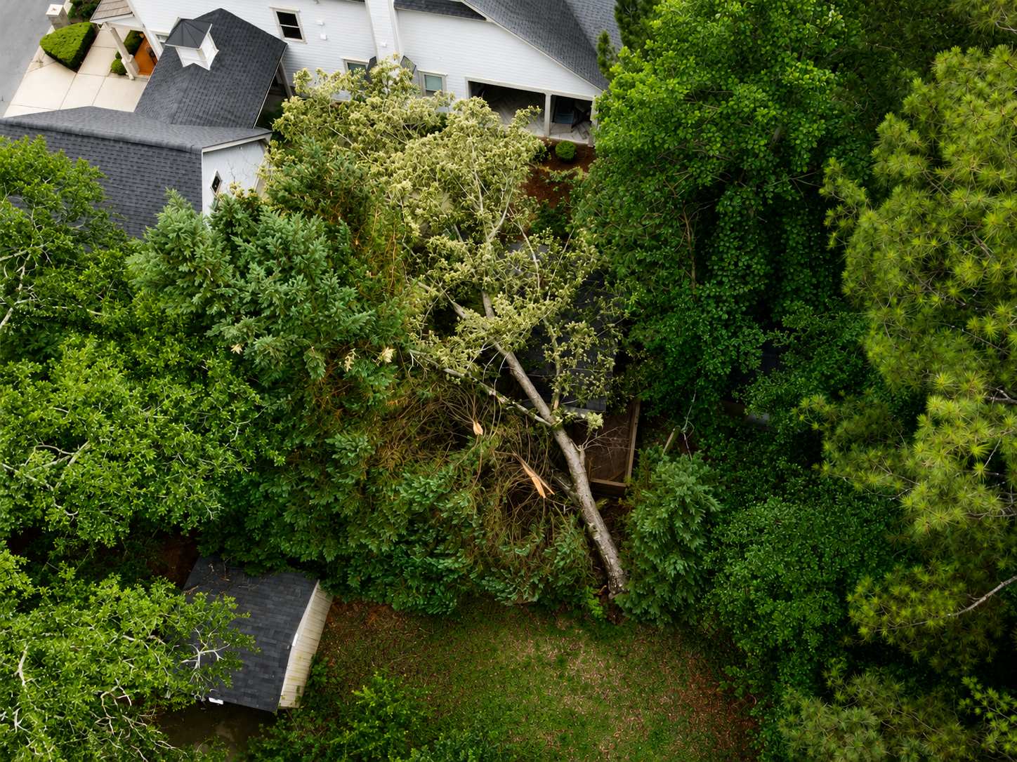 Before photo of a large tree fallen directly onto a home's roof in Cherokee County