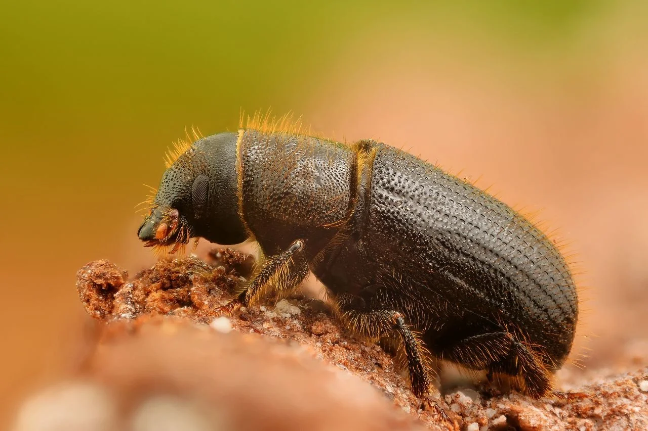 Close-up of a bark beetle — Beasley Tree Experts offers bark beetle treatment for trees in Cherokee County and Metro Atlanta, GA