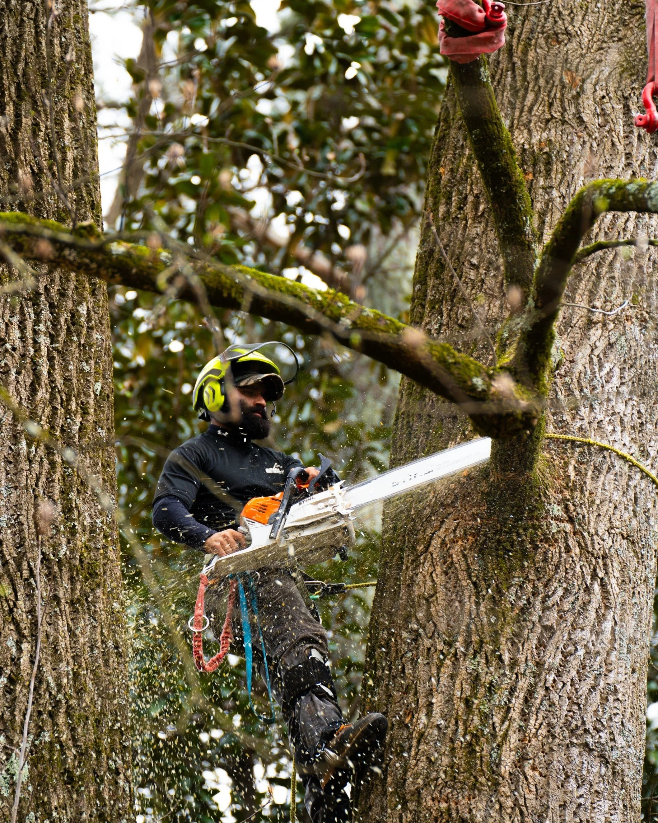 Arborist trimming tree branches for a client in North Georgia