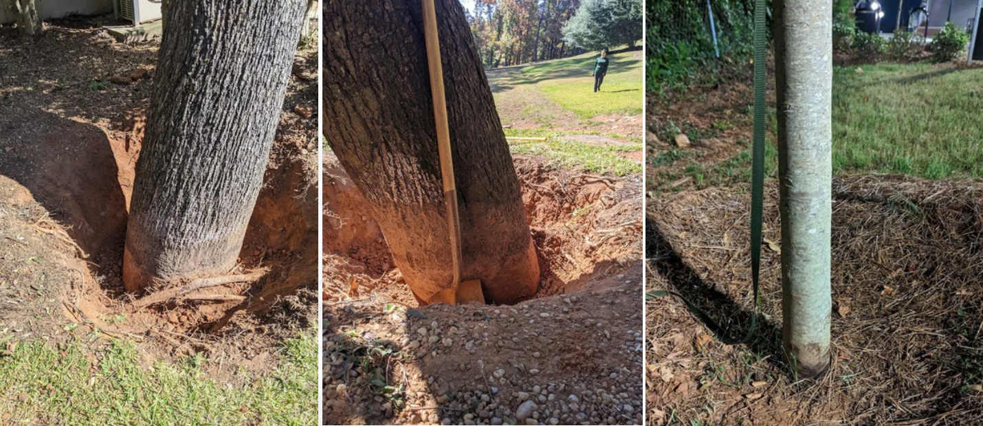 Root collar excavation showing soil removed from base of tree — Beasley Tree Experts root collar excavation service in Cherokee County, GA