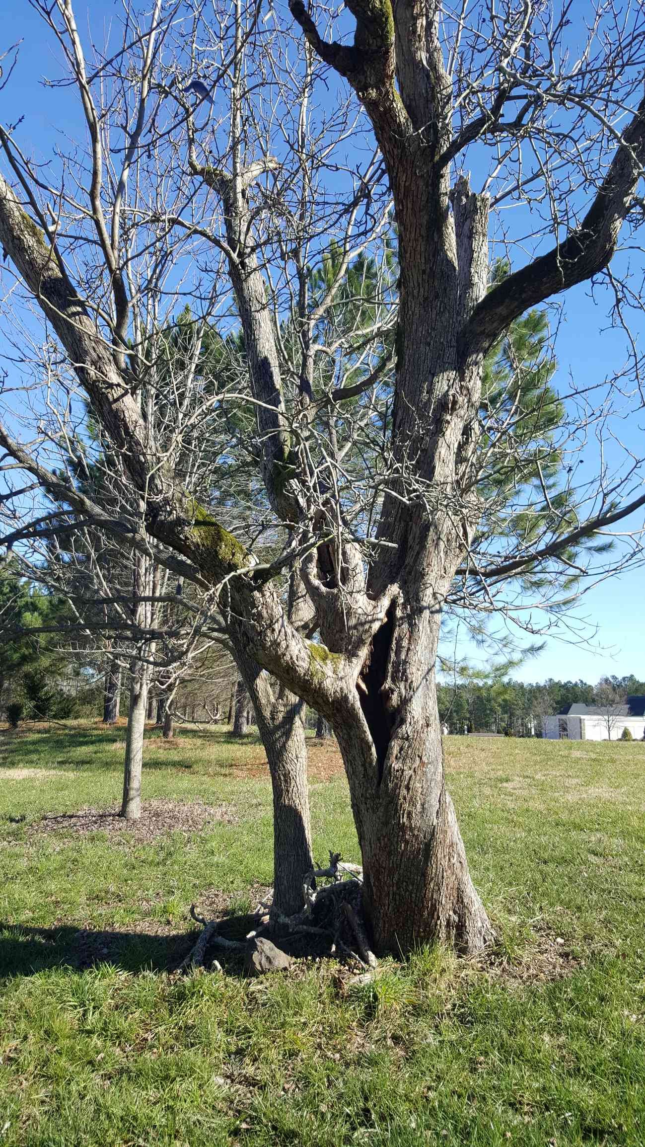 Dead, brittle tree showing signs it needs to be removed