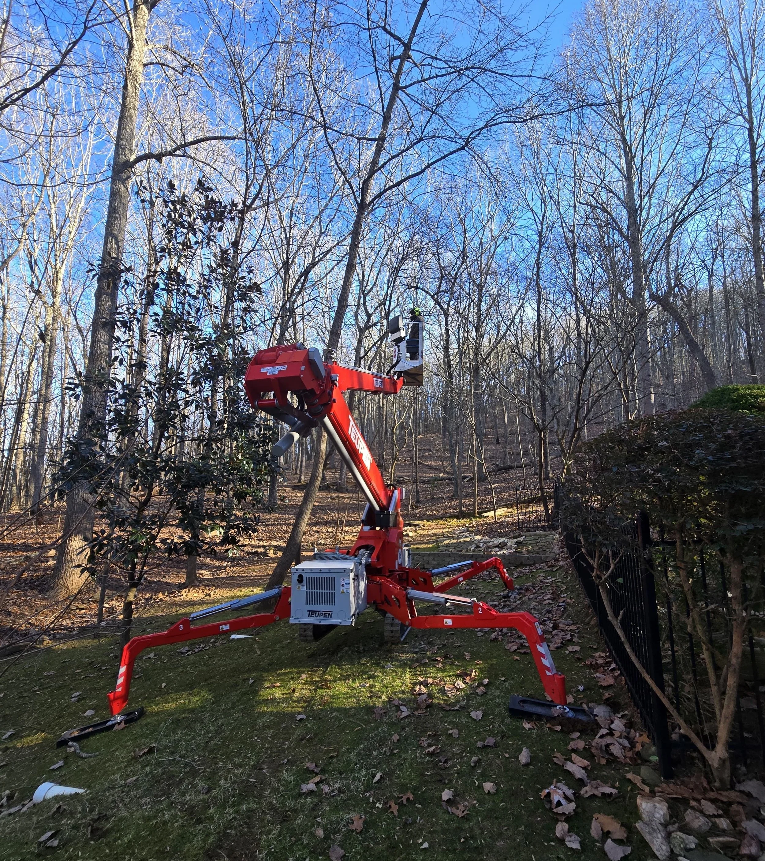Clean, well-pruned tree canopy after trimming