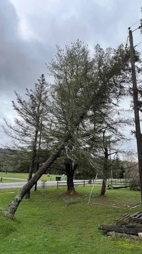 Leaning tree at risk of falling near power lines