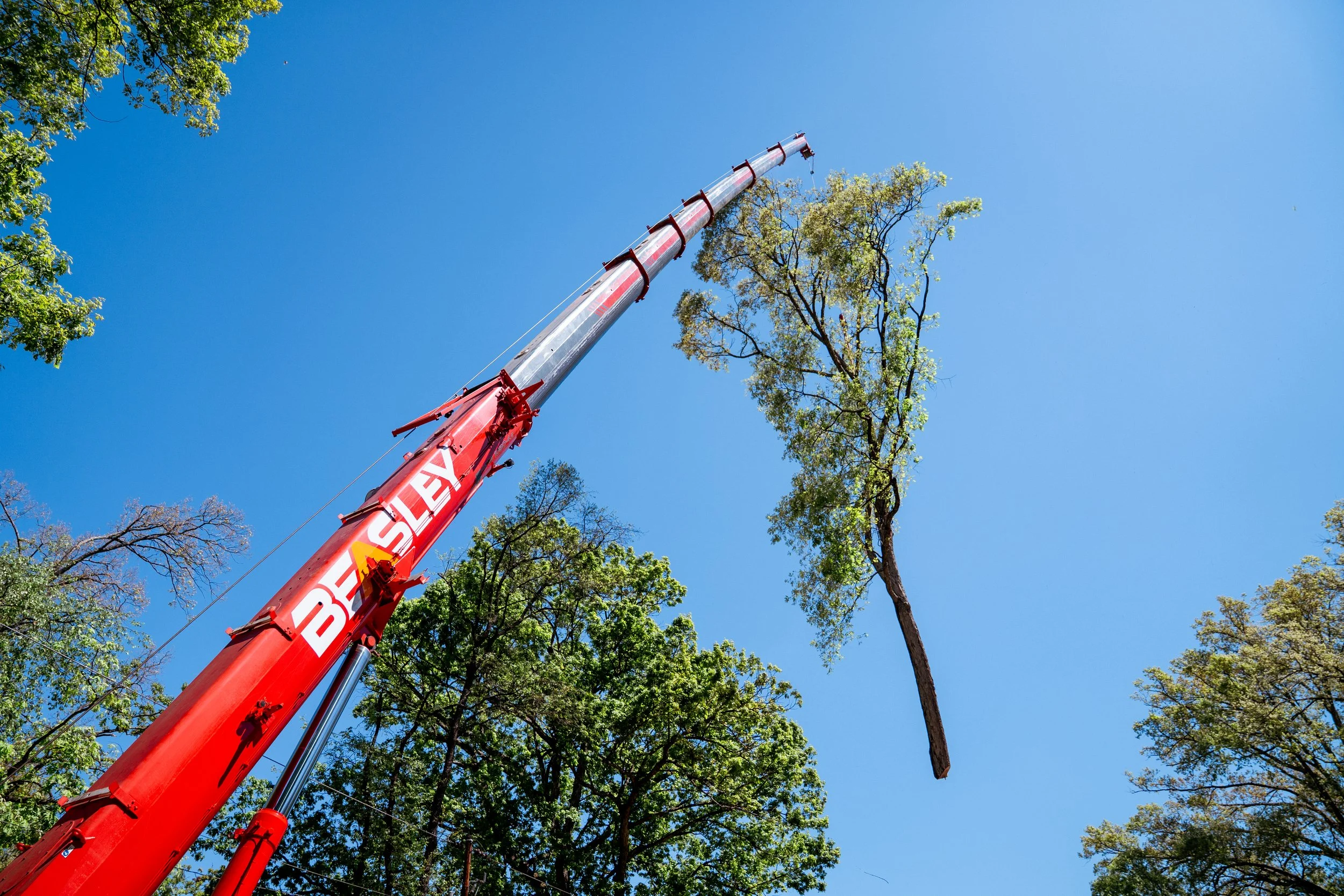 Beasley crane lifting a tree section during a municipal removal job