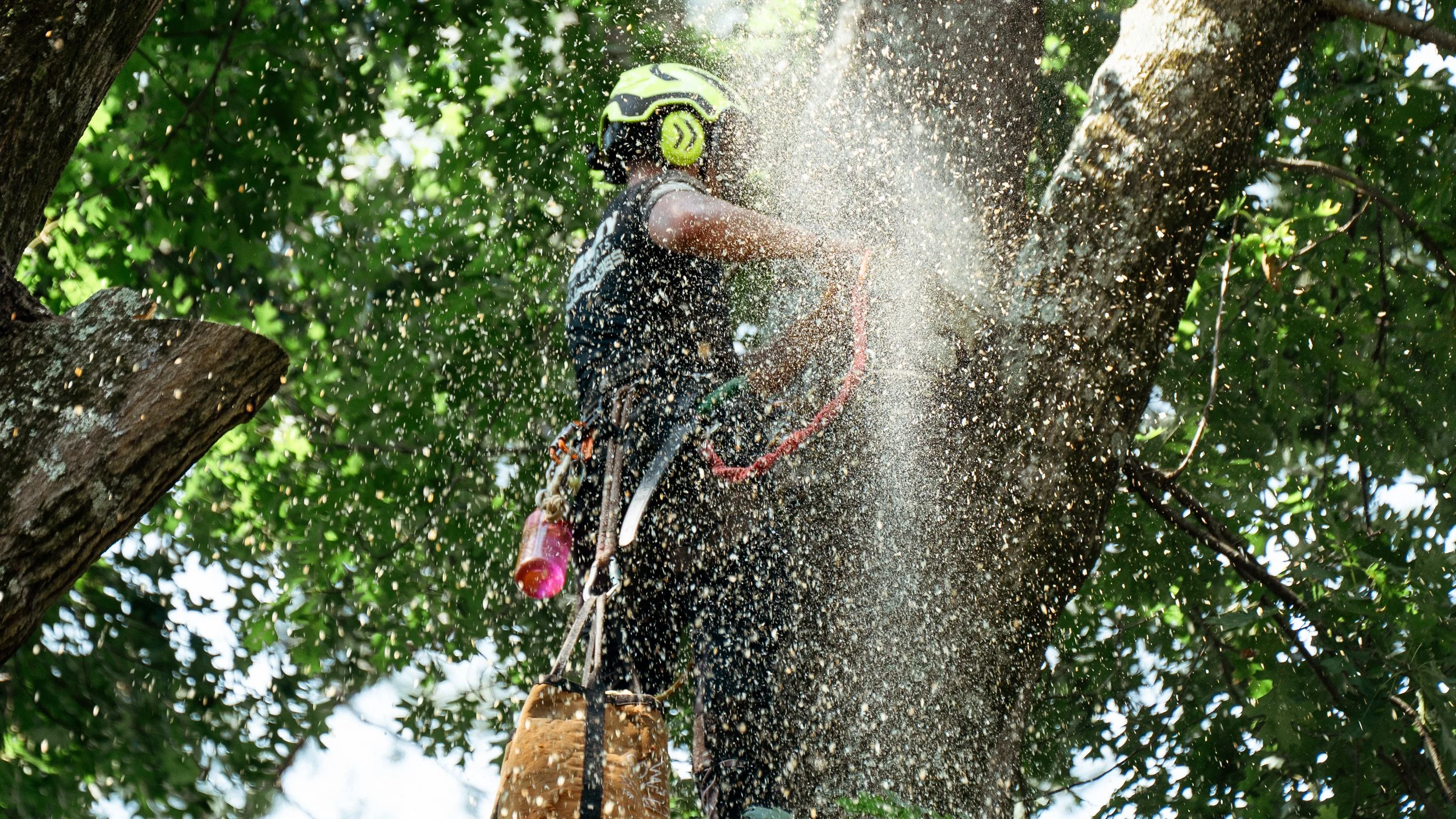 ISA certified arborist performing tree pruning in Cherokee County