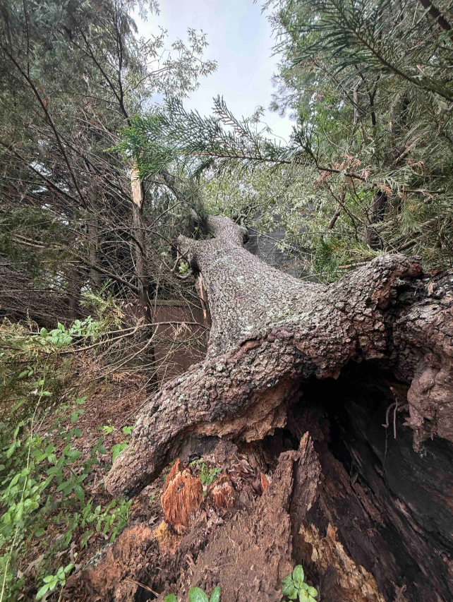 Tree split and uprooted after storm damage