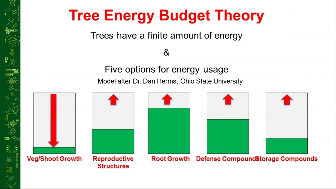 Tree Energy Budget Theory diagram showing how plant regulators redirect tree energy — Beasley Tree Experts plant health care services in Cherokee County, Georgia