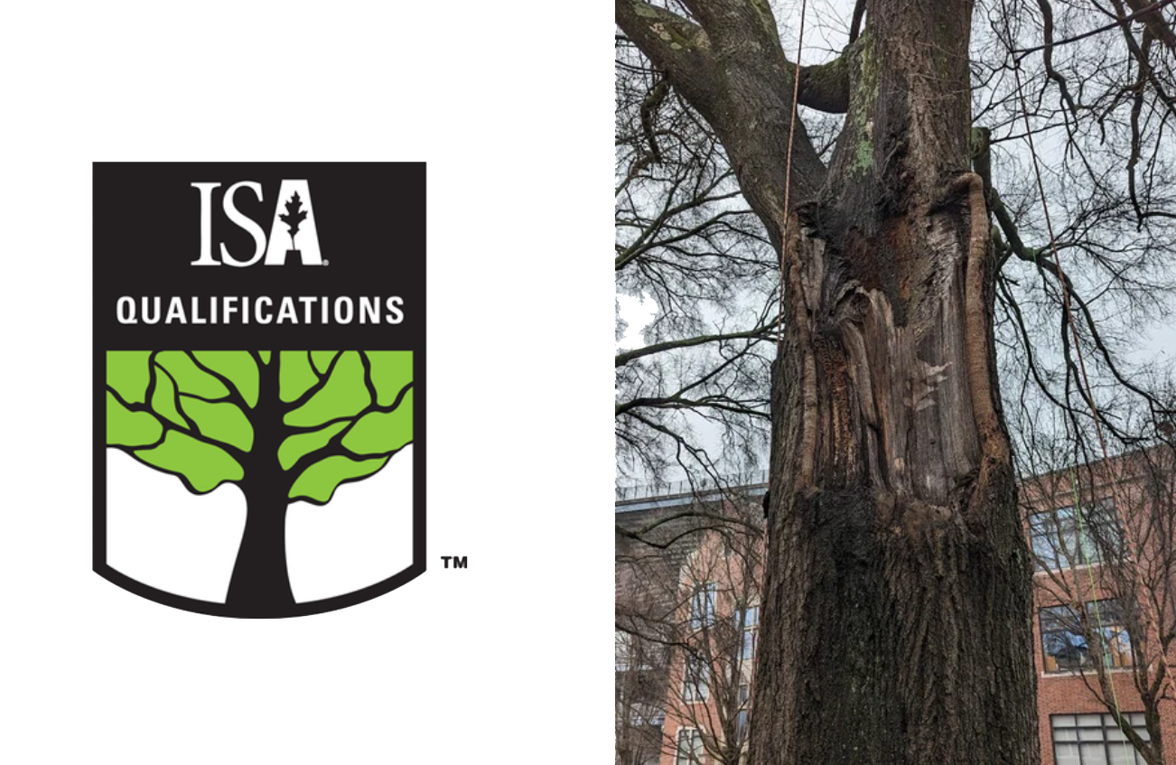 SA Qualifications logo alongside a large mature tree — Beasley Tree Experts ISA certified arborists perform tree risk assessments in Cherokee County and Metro Atlanta