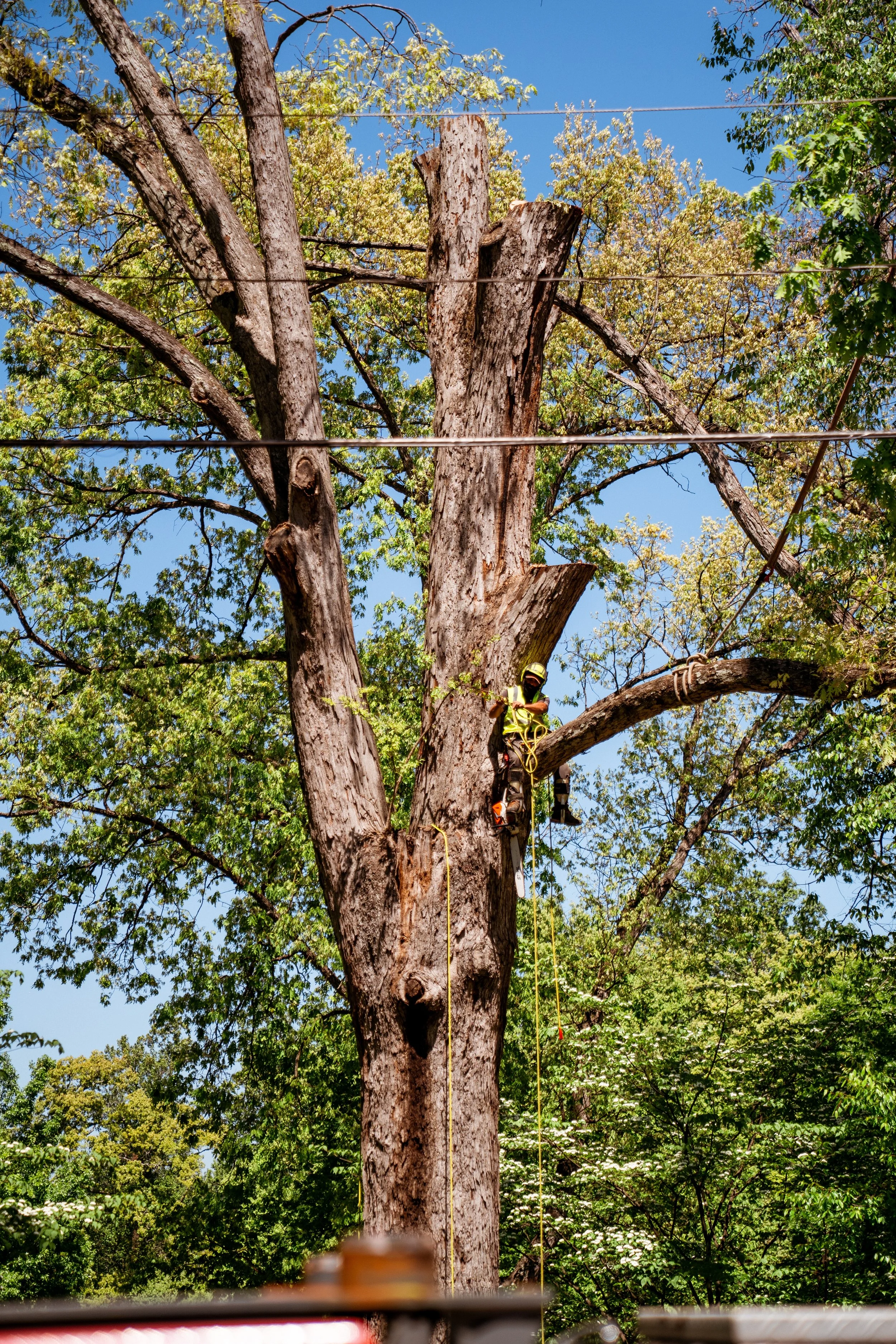 Dead, dying, hazardous tree near a utility distribution line
