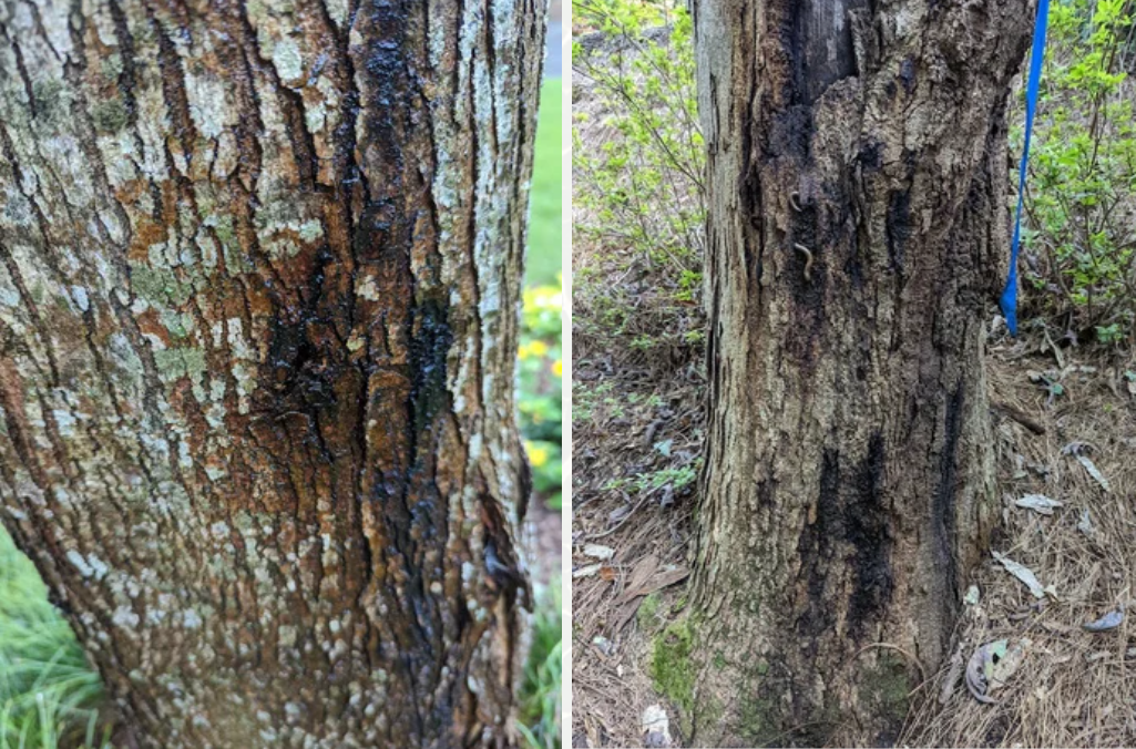 Tree bark showing signs of Phytophthora canker disease — Beasley Tree Experts provides canker treatment for trees in North Georgia