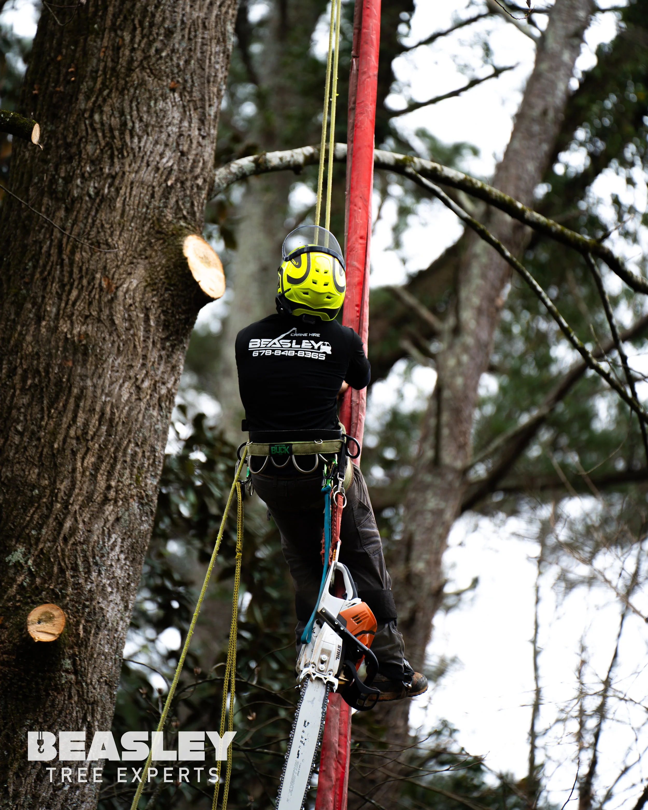 Arborist ascending a tree using safety climbing gear
