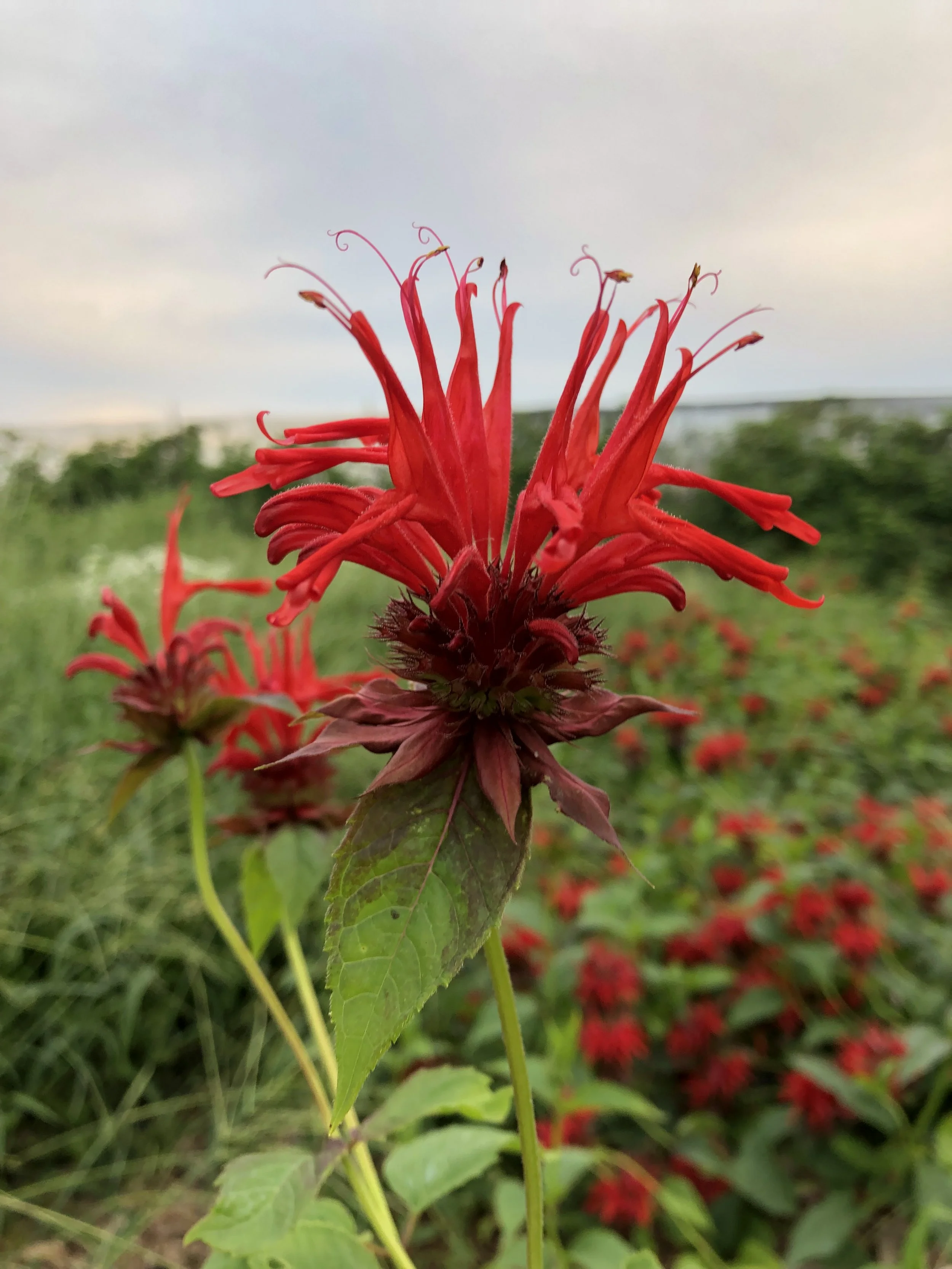 Red Bee Balm - single pack (pre-order for pick-up)