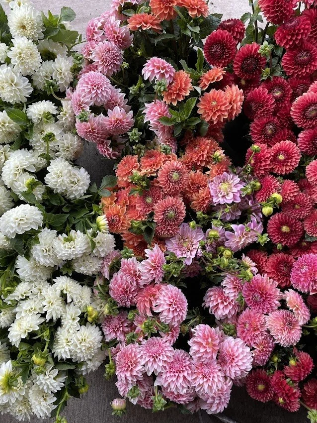 Dahlia Starter Pack (Spring 2026 shipping)