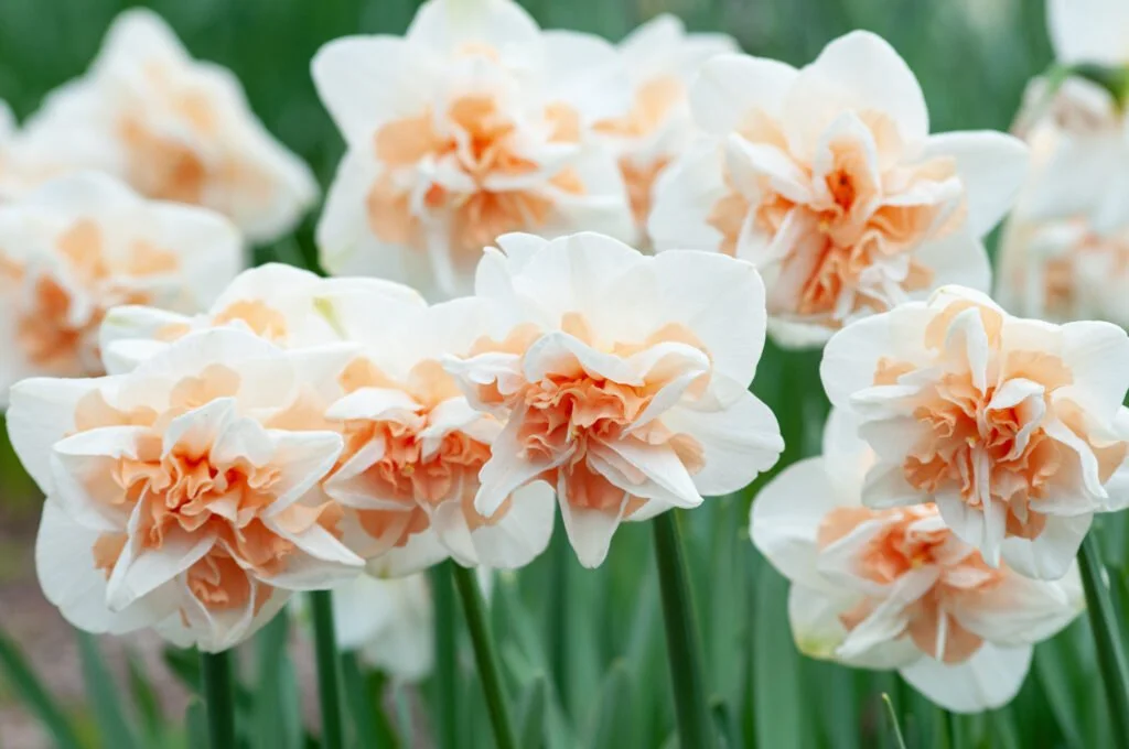 Delnashaugh - Daffodil Bulbs (pre-order for pickup 10/17, 3-6pm)