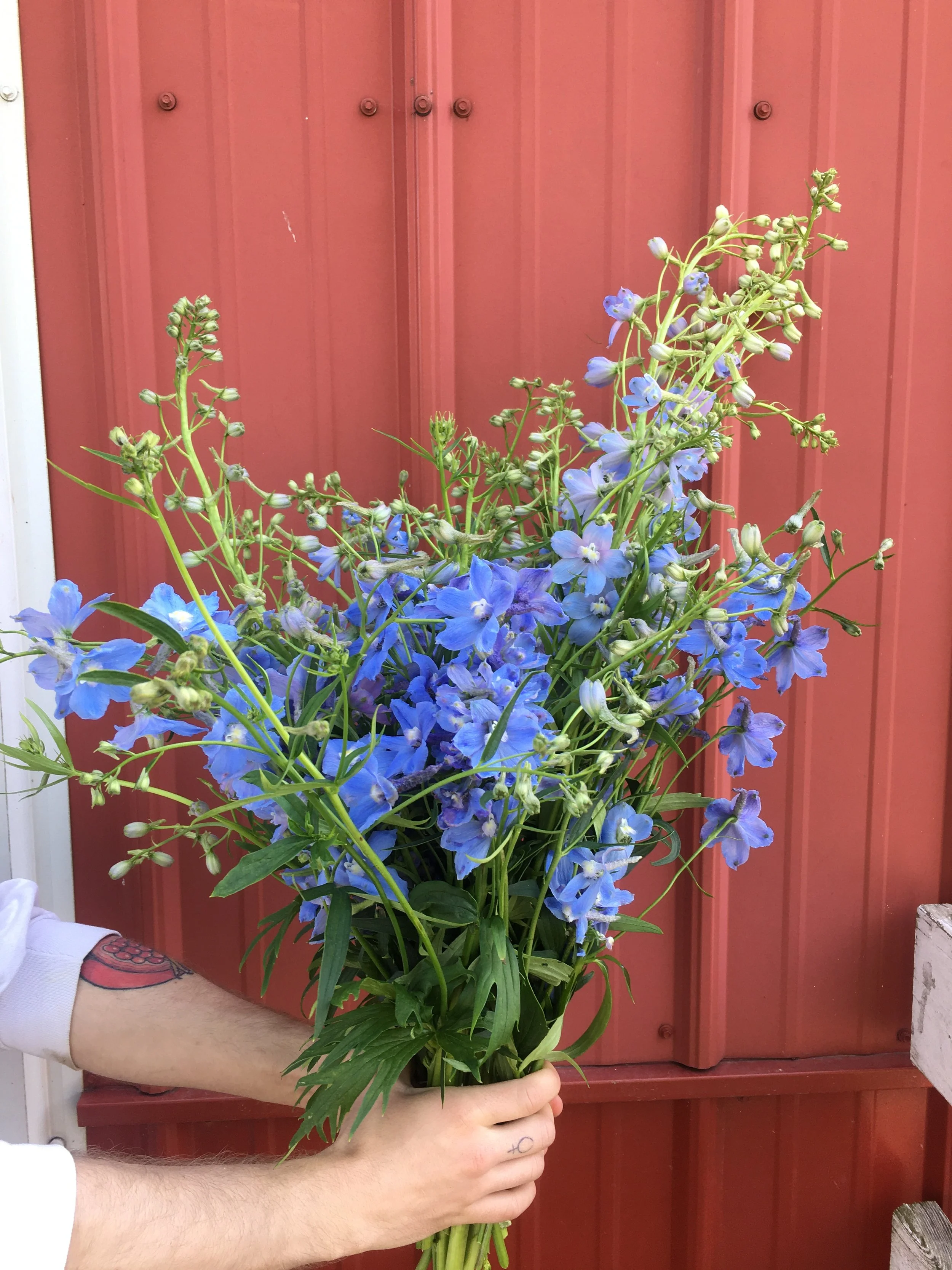 Magic Fountain Delphinium (pre-order for pick-up)