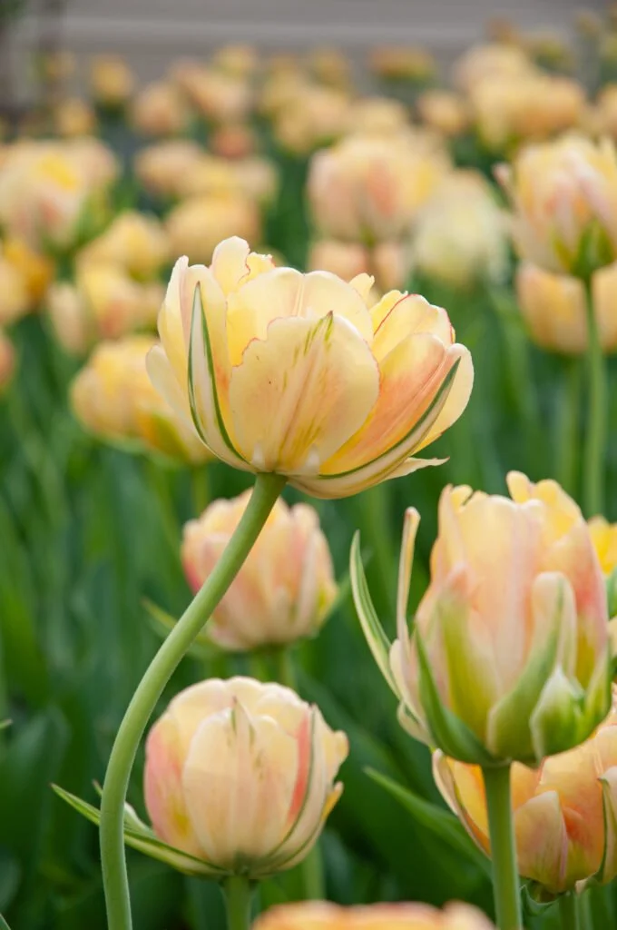 Akebono - Tulip Bulbs (pre-order for pickup 10/17, 3-6pm)