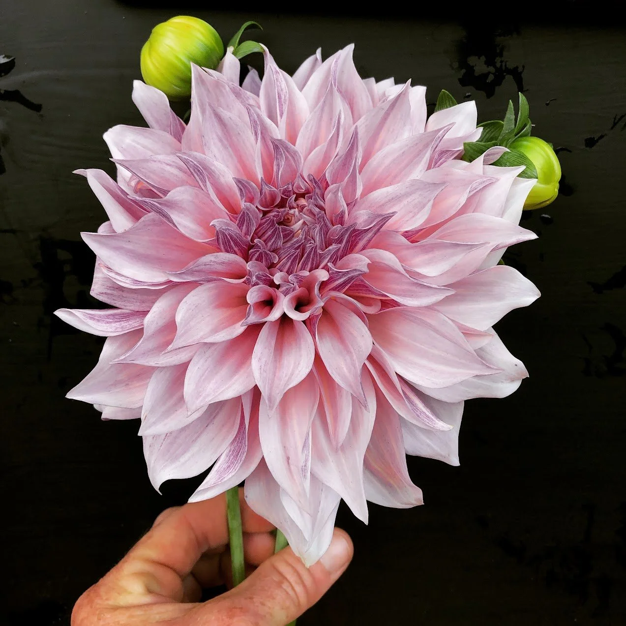 Dahlia Tuber: Cafe Au Lait (Spring 2026 shipping)
