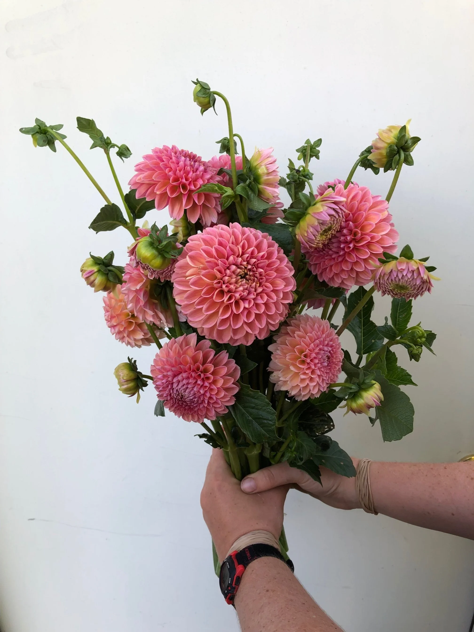 Dahlia Tuber: Linda's Baby (Spring 2026 shipping)