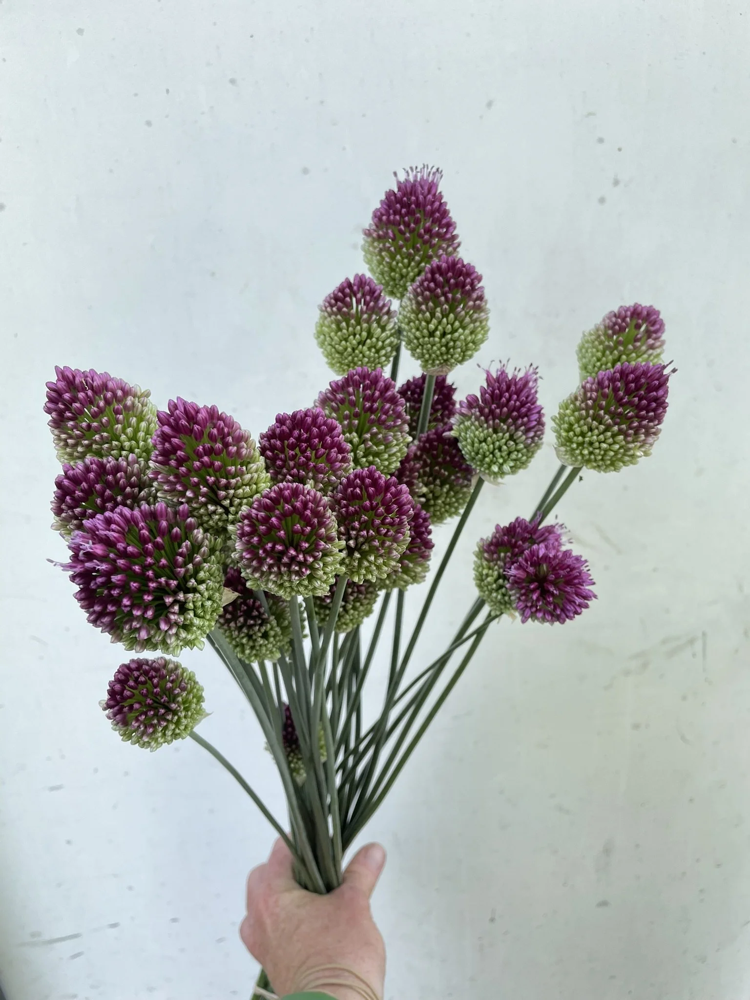 Allium Drumstick (Sphaerocephalon) - Bulbs (pre-order for pickup on 10/17, 3-6pm)