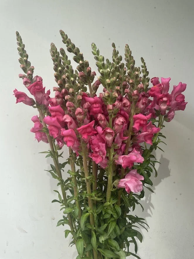 Potomac Cherry Rose Snapdragons 4-pack (pre-order for pick-up)