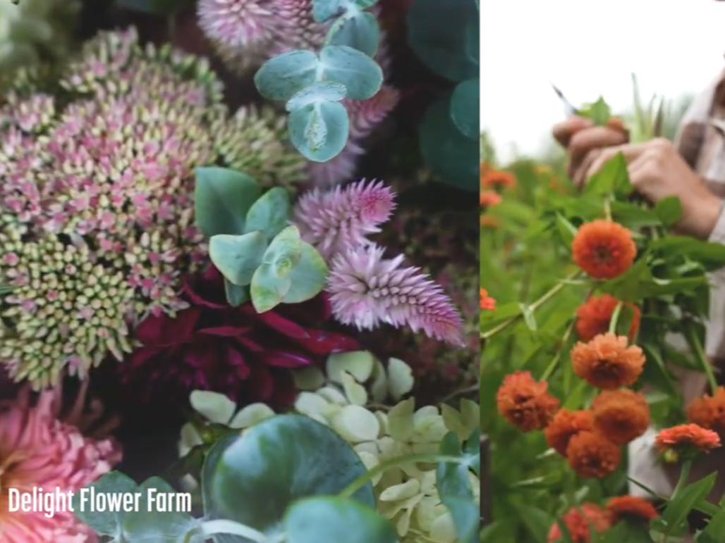 A closeup picture of flowers on one side and the owner of Delight Flower Farm harvesting flowers on the other side.