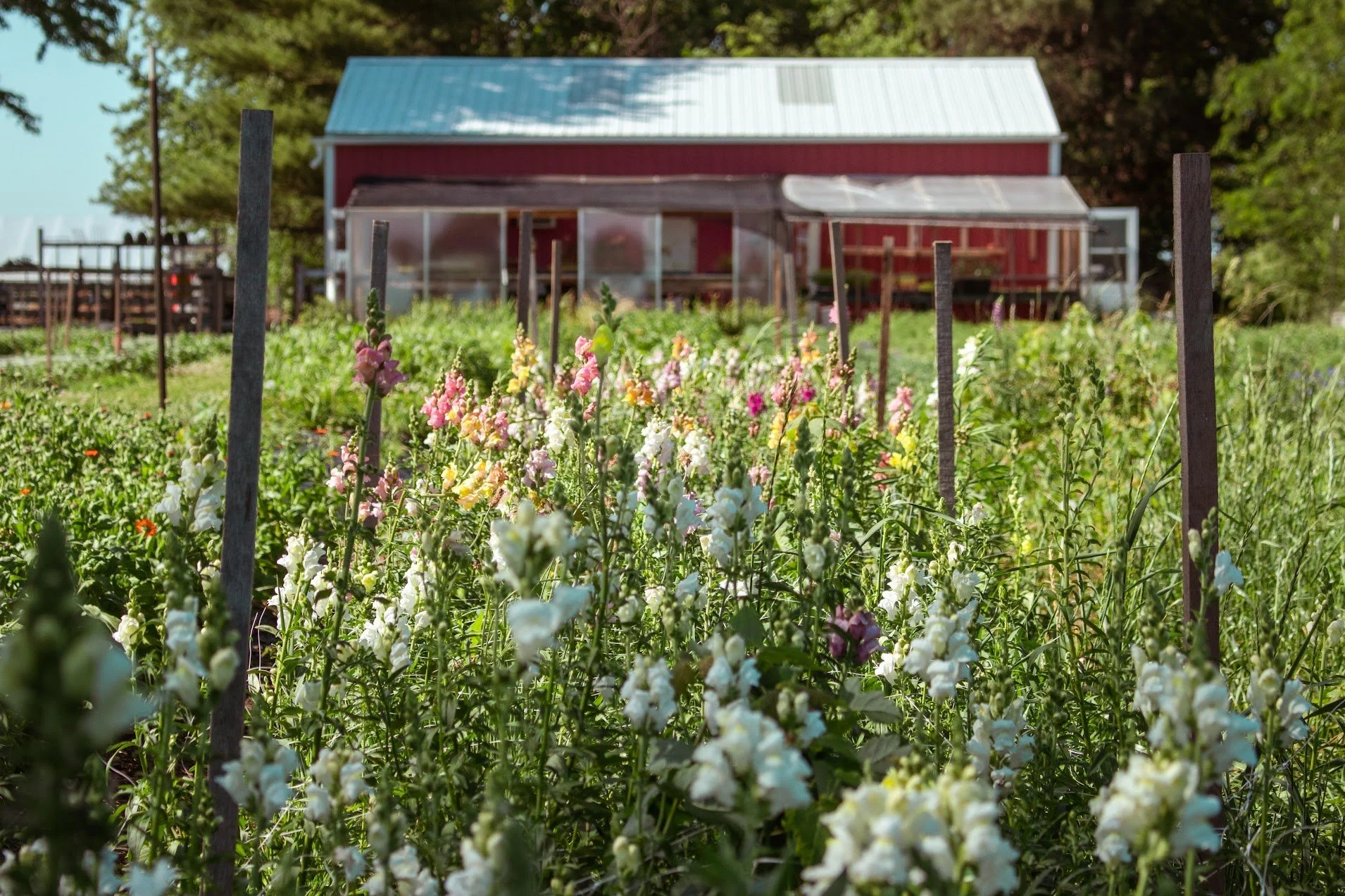 A red shed is in the background of a field of snapdragons