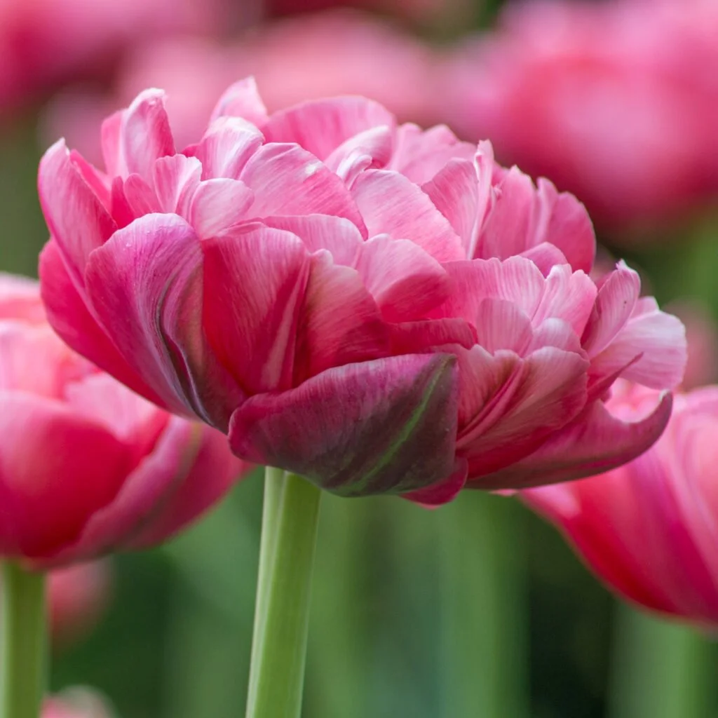 Wedding Gift - Tulip Bulbs (pre-order for pickup 10/17, 3-6pm)