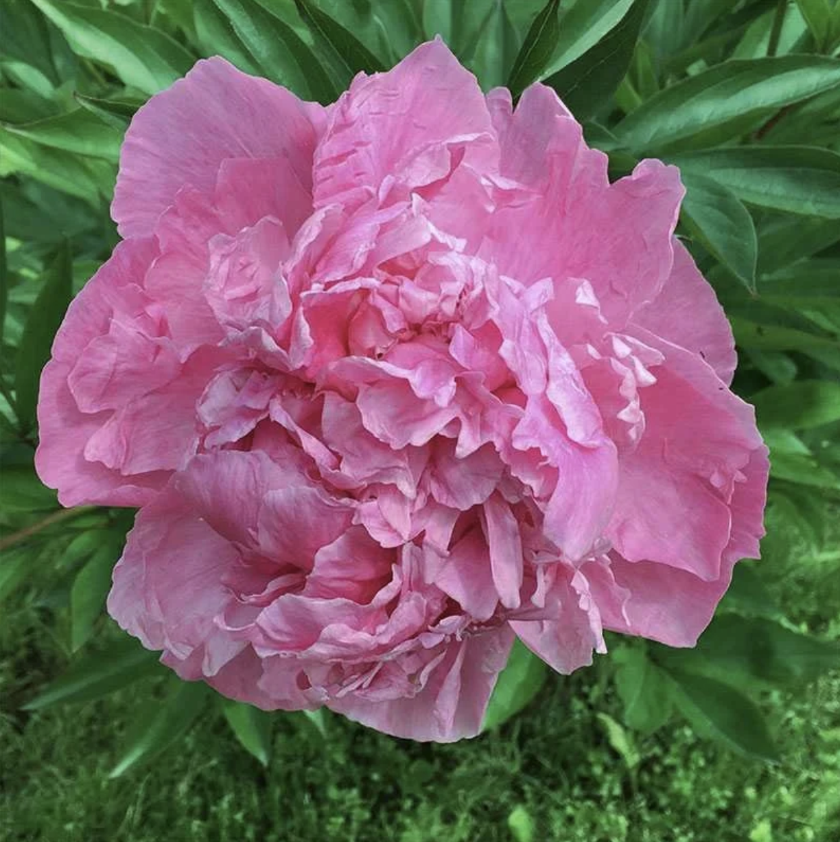 Dr. Alexander Fleming - Peony Bare Root (pre-order for pick-up on 10/17, 3-6pm)