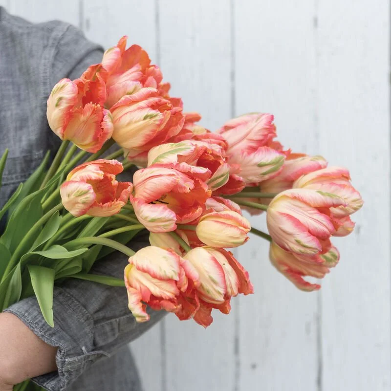 Apricot Parrot - Tulip Bulbs (pre-order for pickup 10/17, 3-6pm)