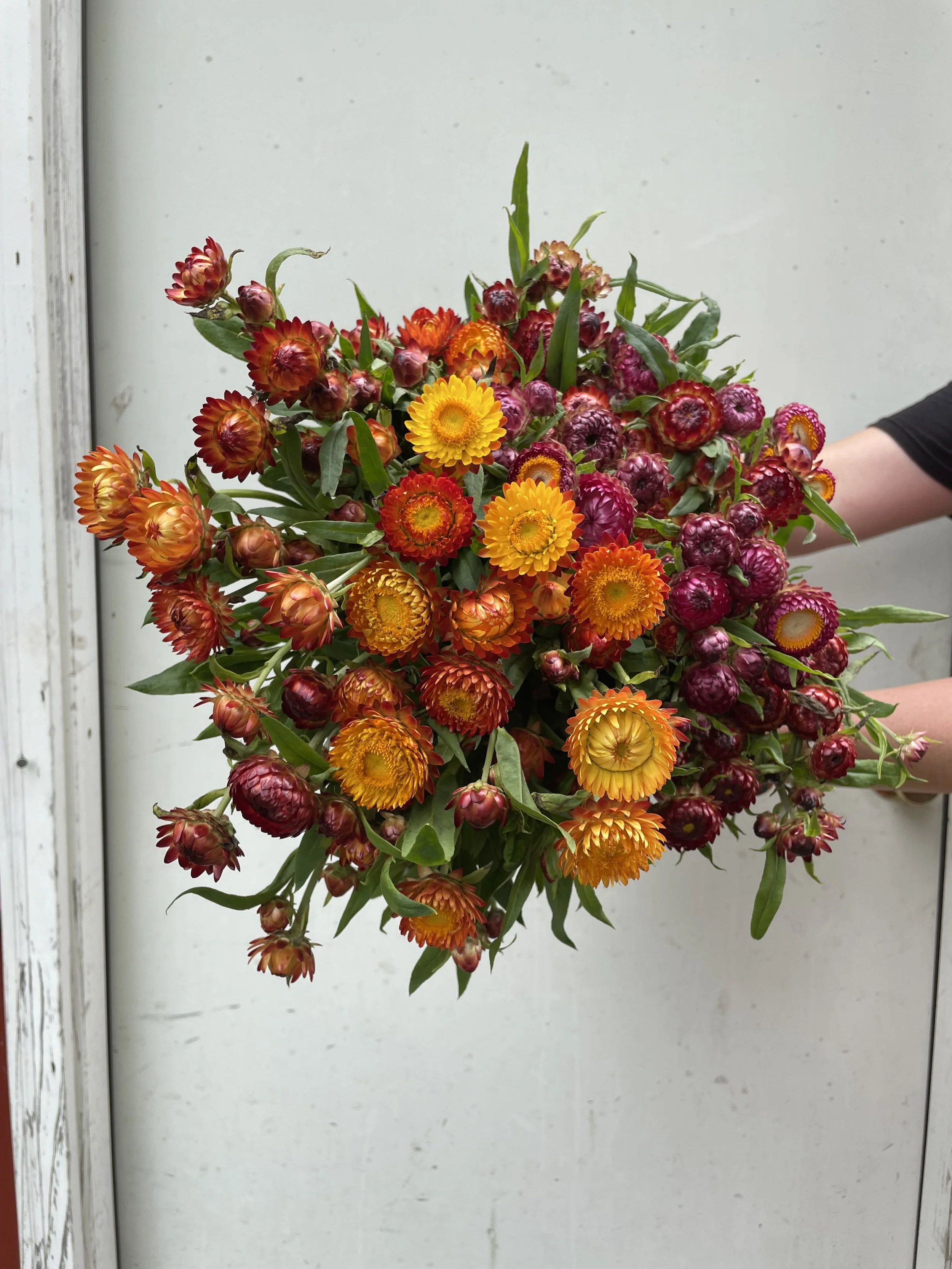 Strawflower Copper Red 4-pack (pre-order for pick-up)