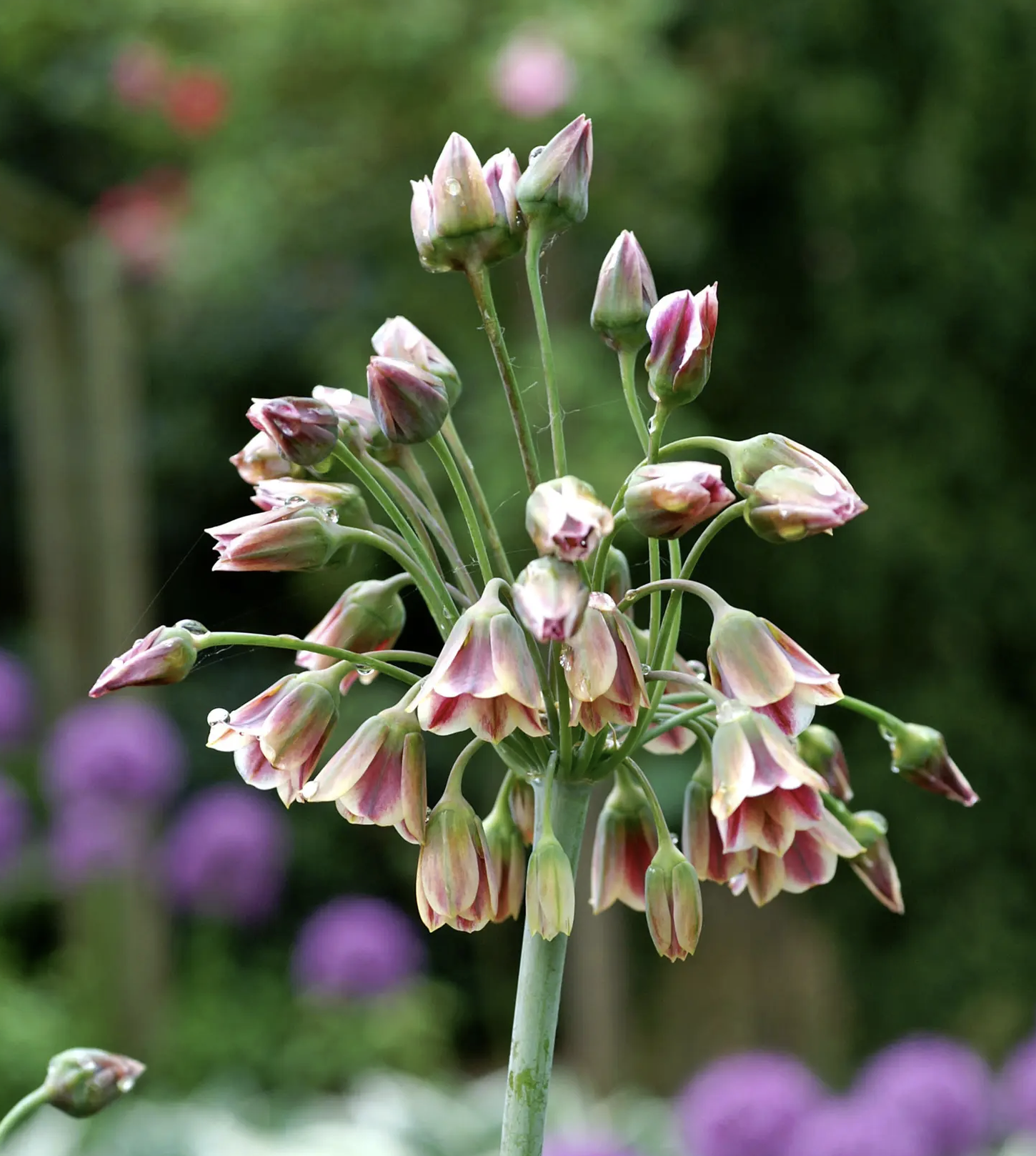 Allium Nectaroscordum - Bulbs (pre-order for pickup on 10/17, 3-6pm)