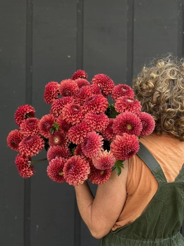 Dahlia Tuber: Brown Sugar (Spring 2026 shipping)