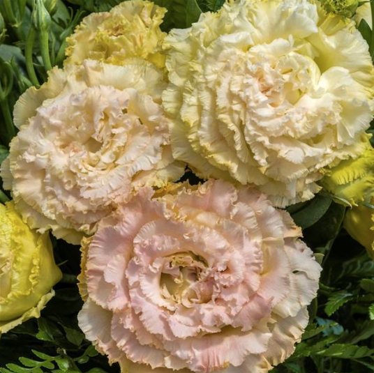 Screenshot 2026-04-02 at 1.17.05 PM.png