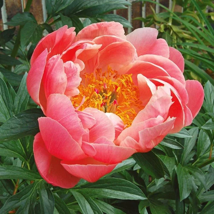 Coral Sunset - Peony Bare Root (pre-order for pick-up on 10/17, 3-6pm)