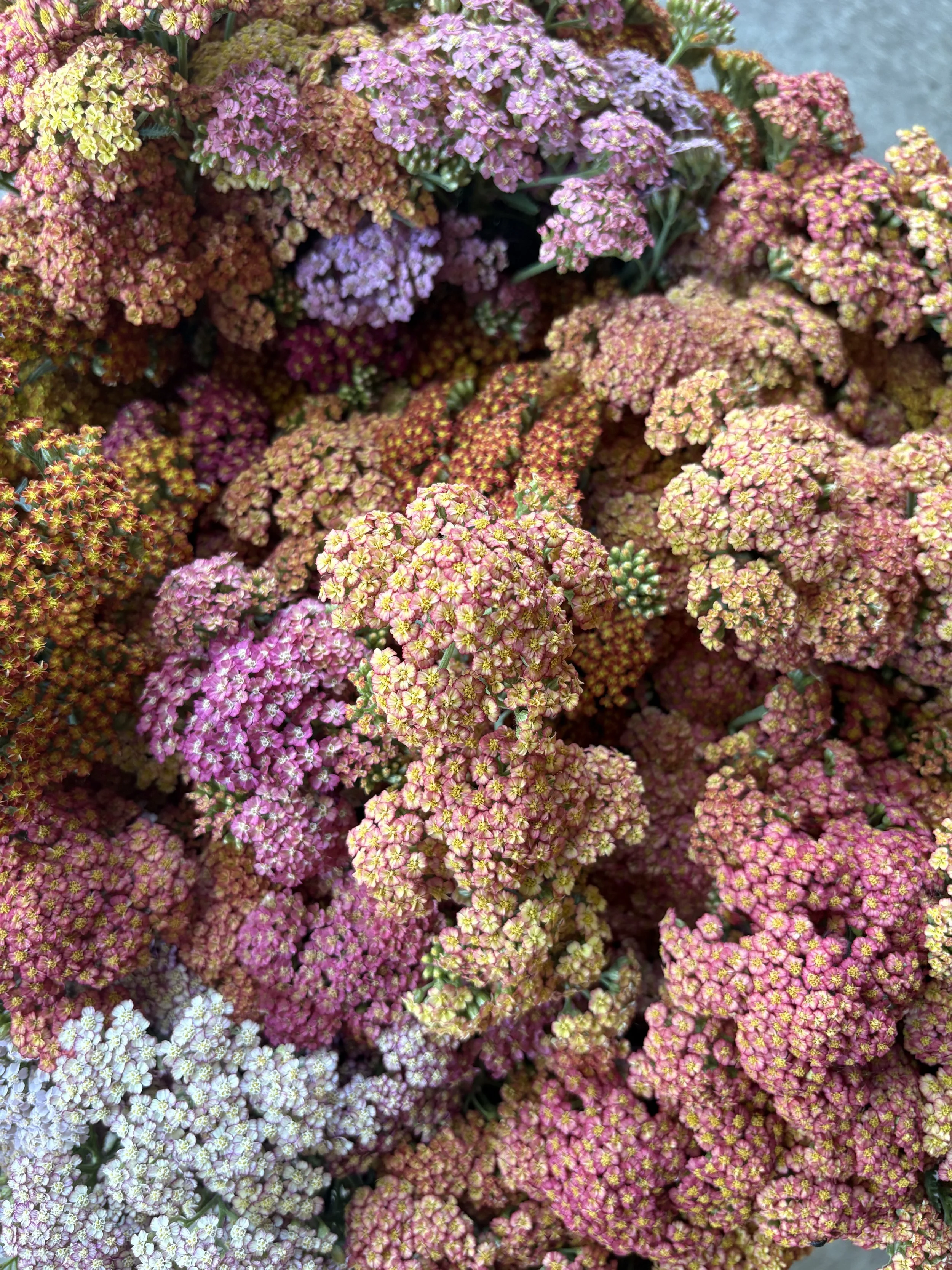 Colorado Yarrow (pre-order for pick-up)