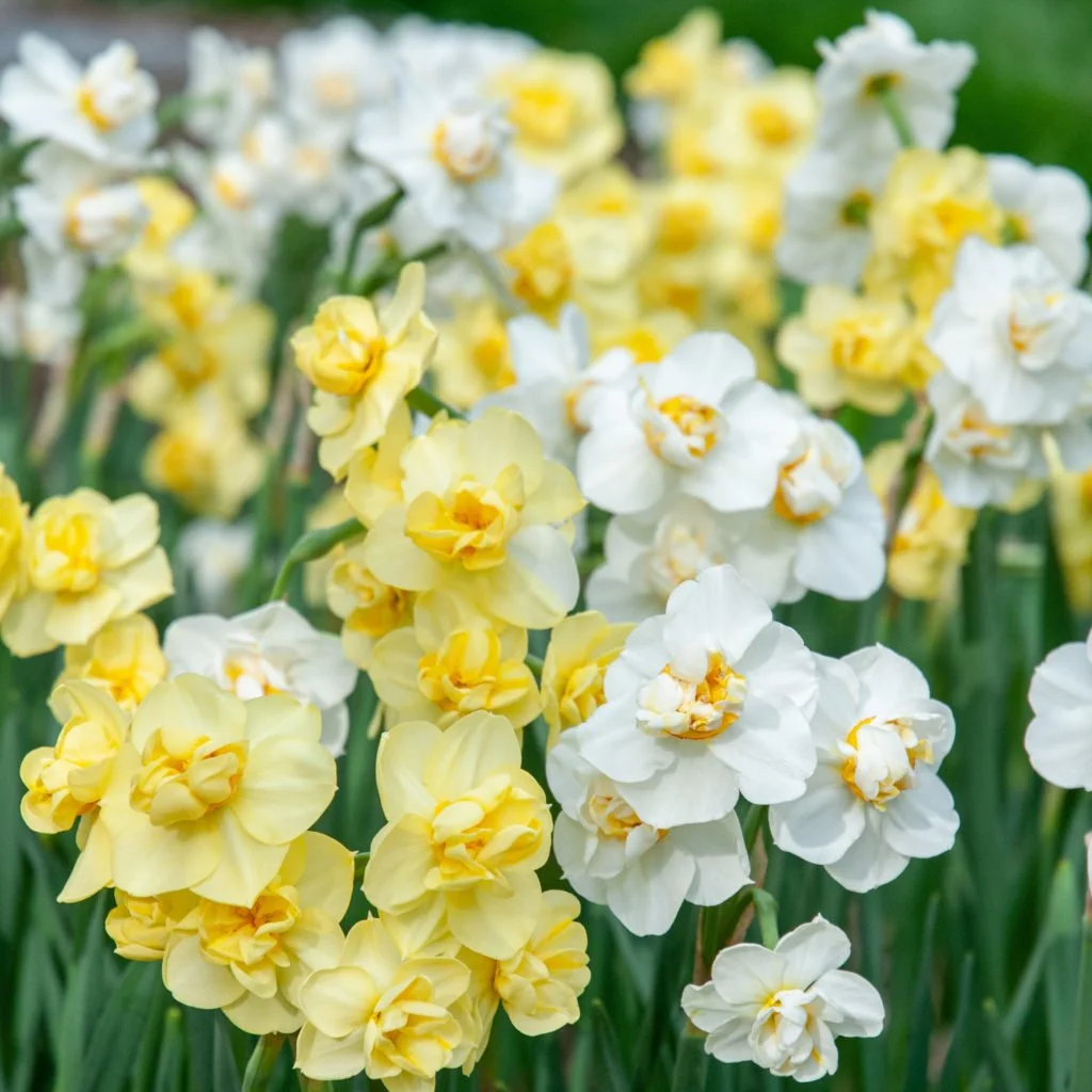 Charm Offensive - Daffodil Bulbs (pre-order for pickup 10/17, 3-6pm)