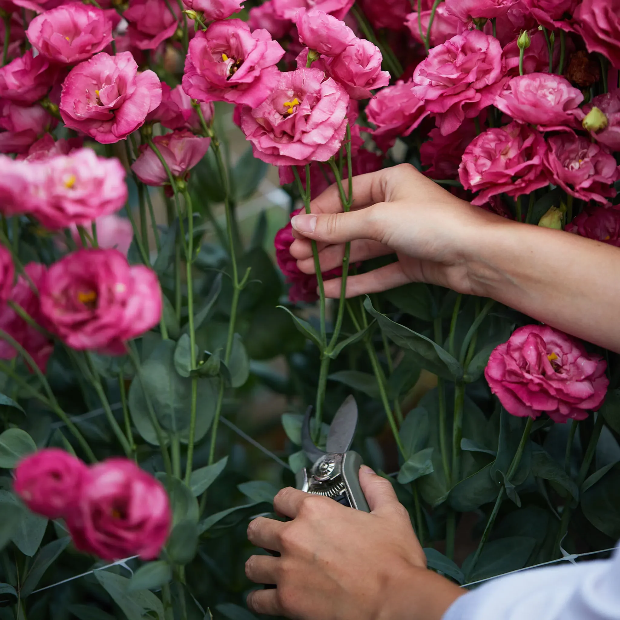 deep rose lisianthus.webp