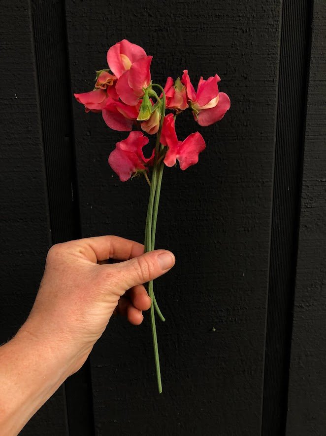 Sweet pea watermelon.jpg