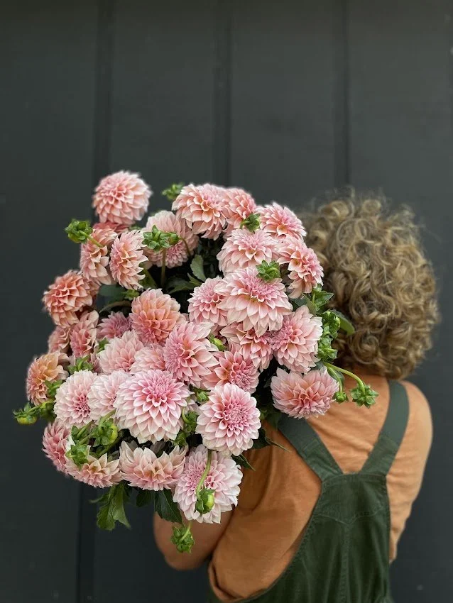 Dahlia Tuber: Peaches & Cream (Spring 2026 shipping)