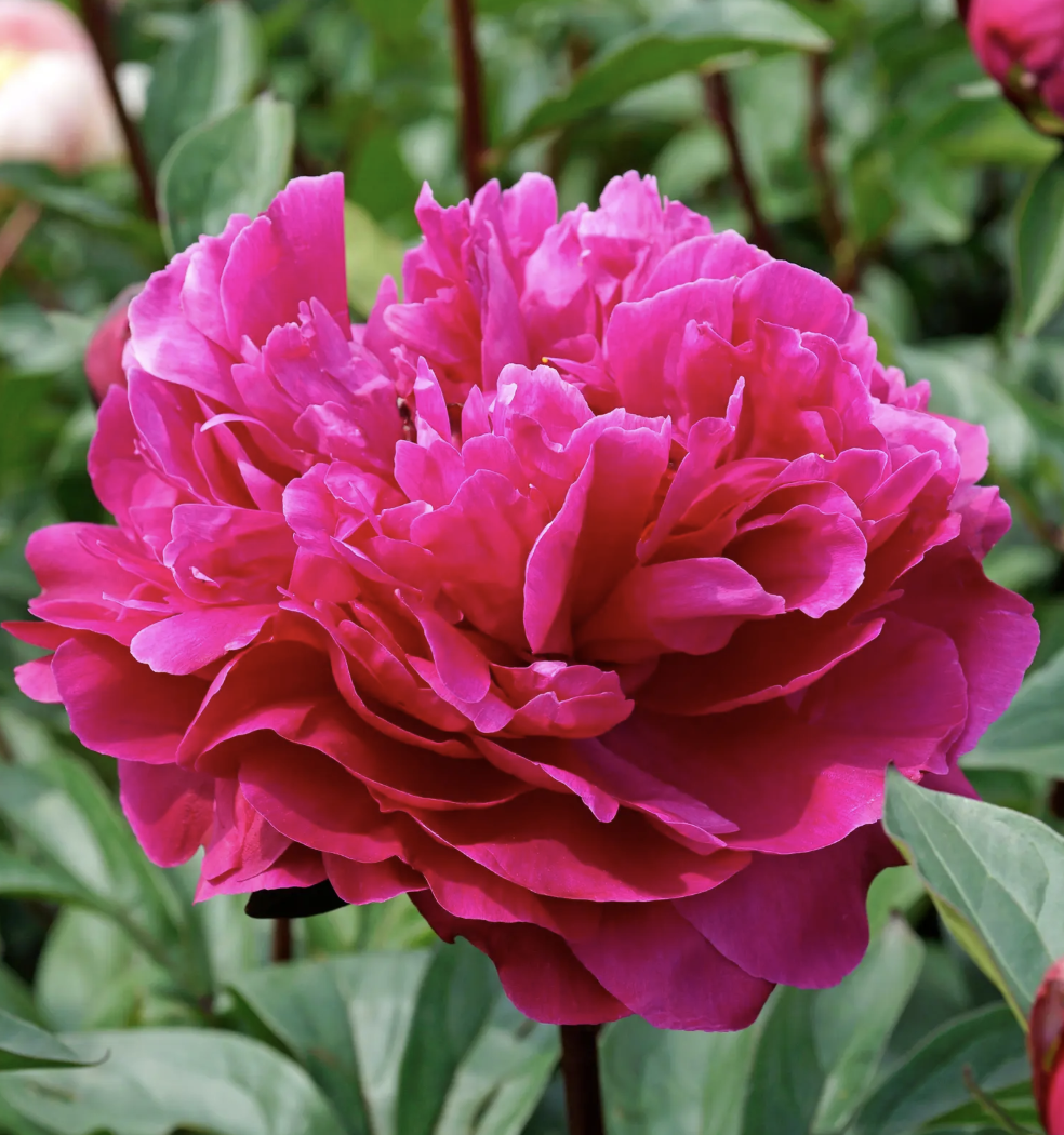Red Sarah Bernhardt - Peony Bare Root (pre-order for pick-up on 10/17, 3-6pm)